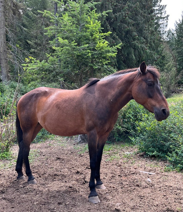 Horse Mare Horses & Ponies for Rehoming Kamloops