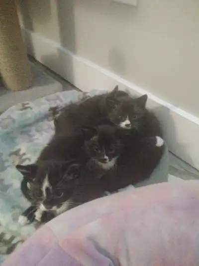 Kittens!!!!!!, View more