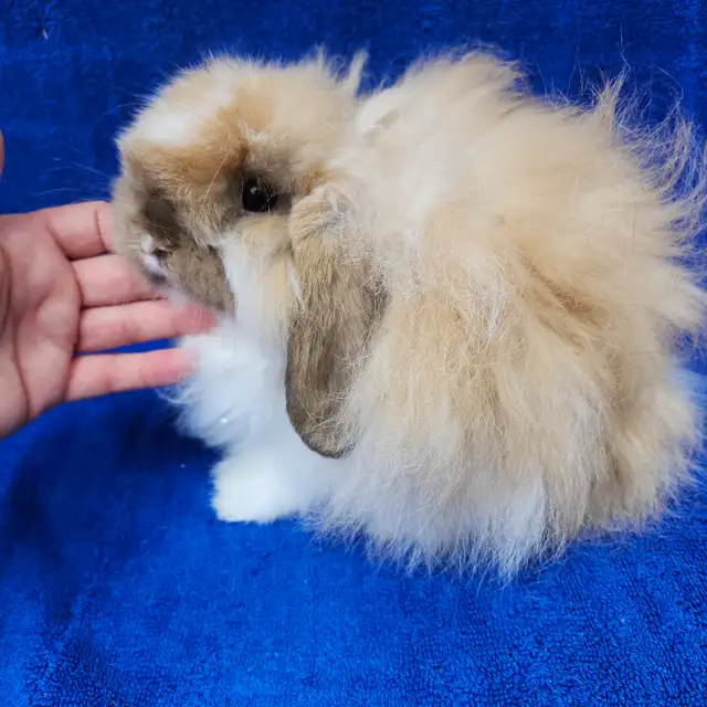 Extraordinary mini rex male baby bunny rabbit in Small Animals for Rehoming in City of Toronto - Image 9