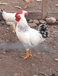  Breeding Rooster,  only 1 left 