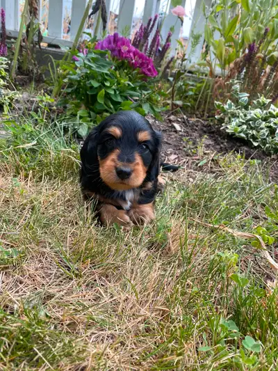 Gorgeous purebred Long haired mini dachshund, View more