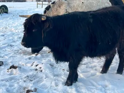Will be 2 in May. 49” at shoulder.. Healthy and ready to breed this summer. Quiet . She lets me pet...