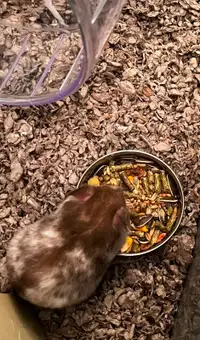 Hamster to re-home