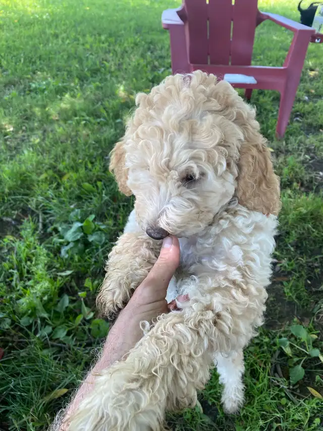 Caniche royal 500$ in Dogs & Puppies for Rehoming in Saint-Hyacinthe - Image 6
