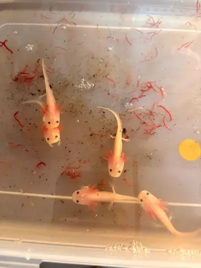 lecuistic juvenile axolotls for sale, View more