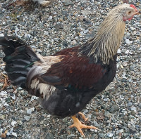 Free Beautiful Brahma mix Rooster looking for good home
