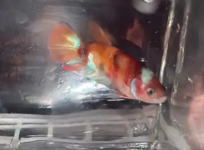 SOLD Indonesia females koi, View more