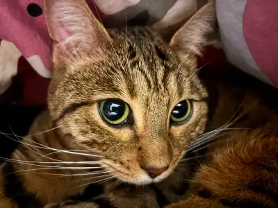 2 year old female bengal cat, View more