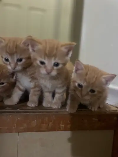 kitten for sale , View more