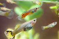 Endler and Guppy fish for sale!