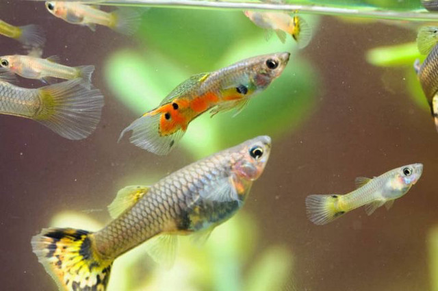 Endler fish for sale! in Fish for Rehoming in Lethbridge
