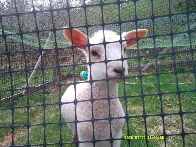Ewe Lamb, View more