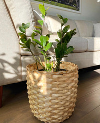 Zz plant (plant+bamboo pot)