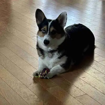 Male Pembroke Corgi Looking for Forever Home, View more