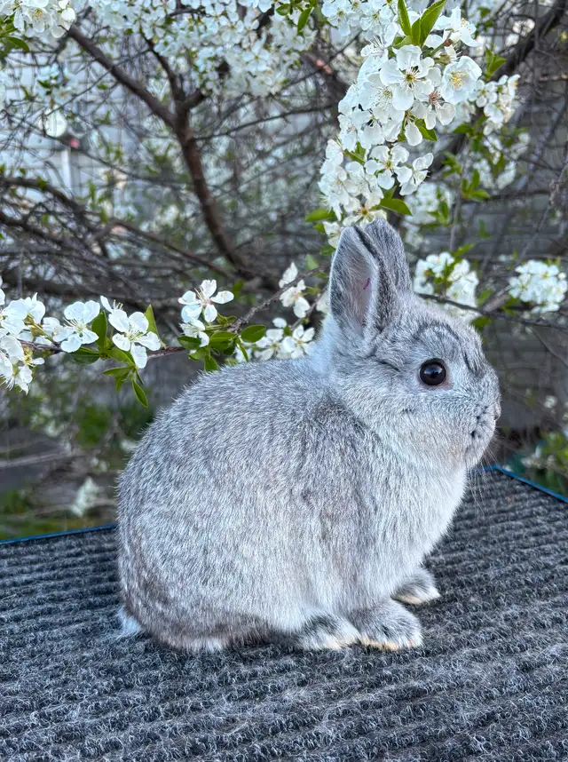 Very cute Netherland Dwarfs rabbits ready to hop in Small Animals for Rehoming in Mississauga / Peel Region - Image 11