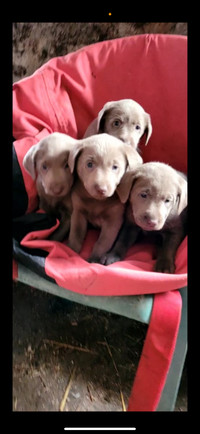 Purebred silver labs 