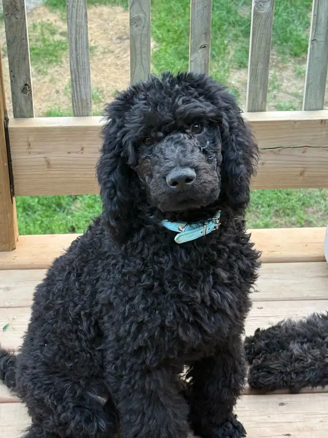 caniche royal (poodle) in Dogs & Puppies for Rehoming in Laurentides - Image 6