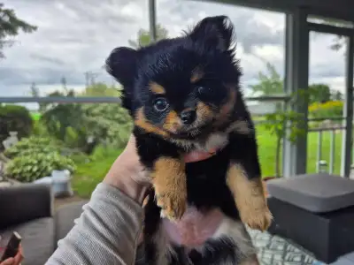 chiots mini Pomchi, View more