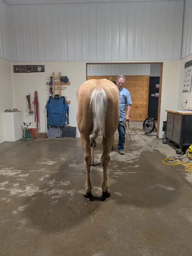 Registered Quarter horse, Palomino Stallion !! in Horses & Ponies for Rehoming in Edmonton - Image 4