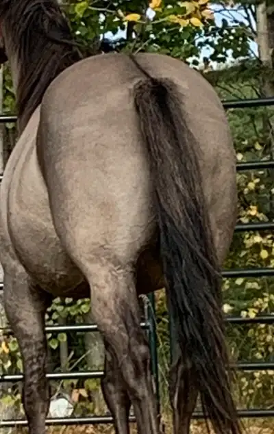 APHA registered gelding, View more