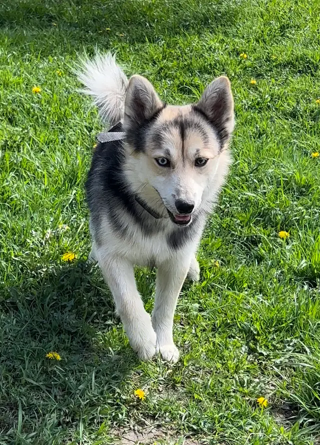 Pomsky puppy one available | Dogs & Puppies for Rehoming | Ottawa ...