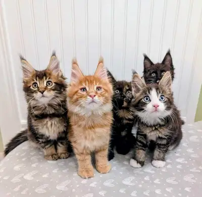 XXL stunning purebred Maine coon kittens, View more