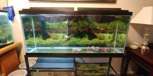60 gallon Aquarium an metal stand | Fish for Rehoming | London | Kijiji