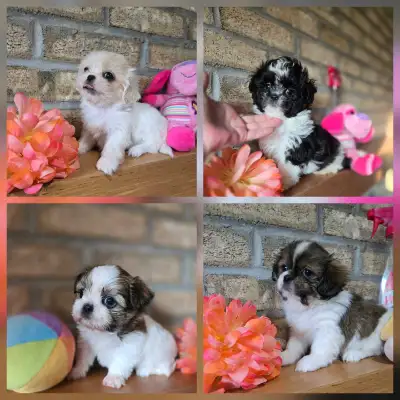 Beaux choix SHIH TZU pure ou croisé - voir photos, View more