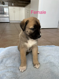 Puppies for sale 