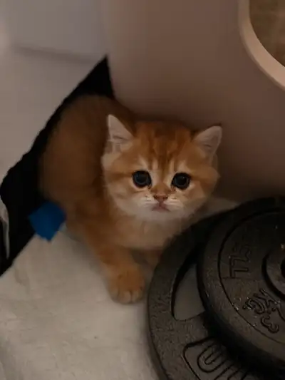 British Shorthair pure breed. Birthday: June 3rd Included take home 3lbs Royal Canin dry food, 6 can...