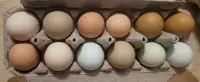 Beautiful colored hatching eggs