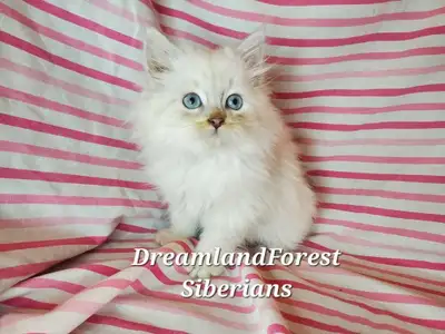 Hypoallergenic TICA registered Siberian Kitten !, View more