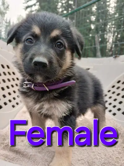 GERMAN SHEPHERD PUPPIES, View more
