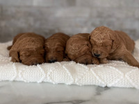 F1 Goldendoodle Puppies