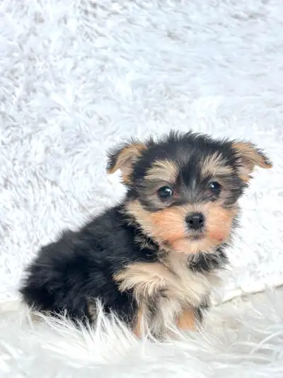 Maltese x Yorkie | 6–8 lbs full grown We have a small litter of Toy Morkie puppies looking for quiet...