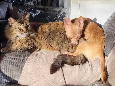 Chihuahua Puppies - Ready to Go!, View more