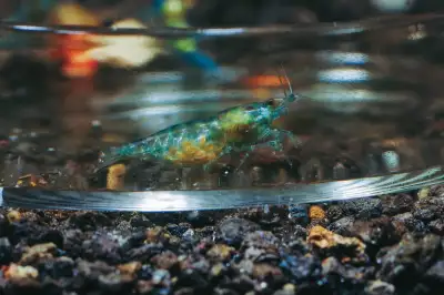 blue jelly shrimp, View more