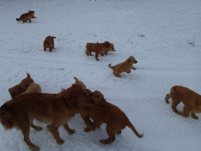 Golden Retriever pups dans Chiens et chiots à adopter  à Sherbrooke - Image 4