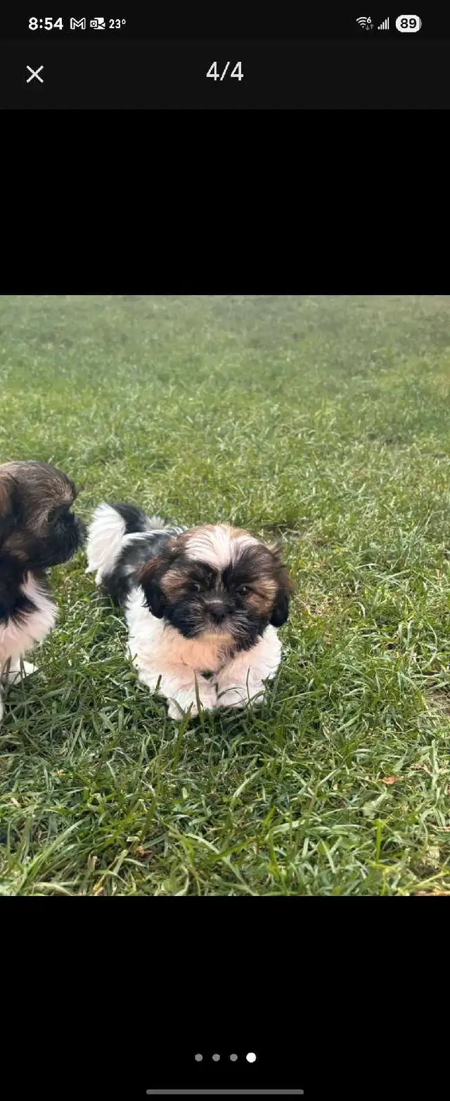 Shih Tzu in Dogs & Puppies for Rehoming in Markham / York Region - Image 5