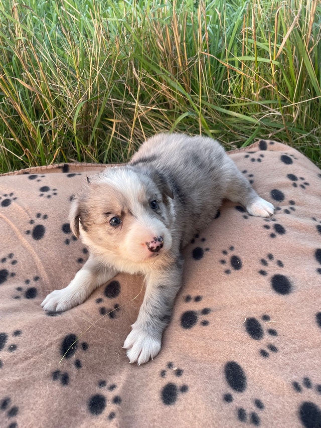 Border Collie Pups /Puppies READY TO GO ! Dogs & Puppies for Rehoming Napanee Kijiji