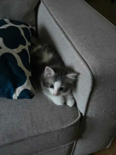 chatton a vendre !!, View more