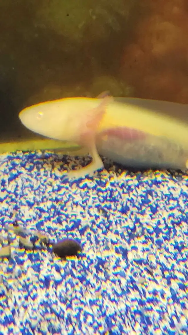 baby axolotls in Reptiles & Amphibians for Rehoming in Kawartha Lakes - Image 3