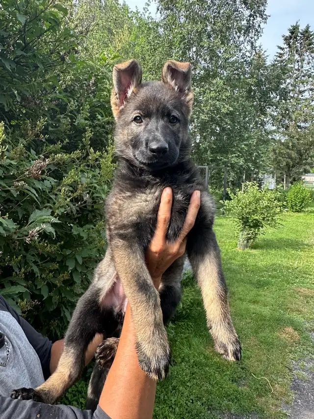 Chiot femelle berger allemand CCC / Puppy German Shepherd CKC in Dogs & Puppies for Rehoming in City of Montréal - Image 4
