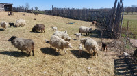 Icelandic sheep for sale