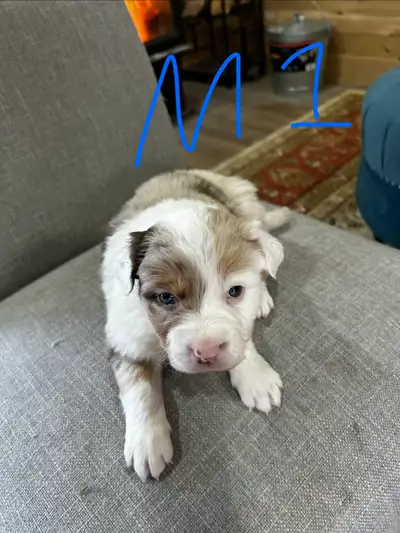 puppies for sale, View more