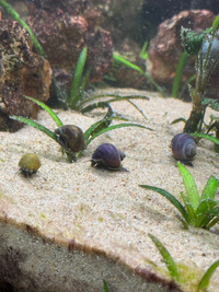 Mystery Snails (Purple, Blue, Black, Brown, Gold)