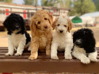 Ready to Go F1B Goldendoodles