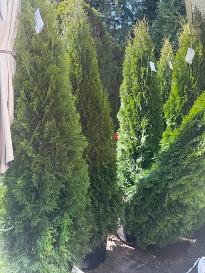 Incredible gorgeous lush 15 7-8 ' Emerald cedars still in their pots in excellent condition! These c...