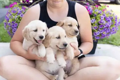 Golden Retriever puppies for sale, View more
