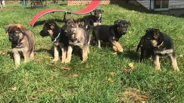Merveilleux chiots Berger Allemand Pure Race Enregistrés ! in Dogs & Puppies for Rehoming in Trois-Rivières - Image 3